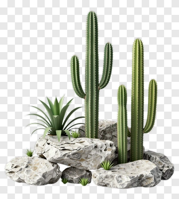 Cactus And Rock Arrangement PNG