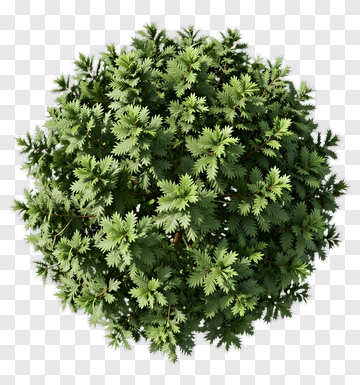 Round Green Bush PNG