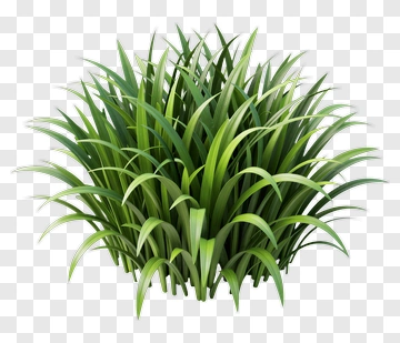 Cluster Of Green Grass PNG