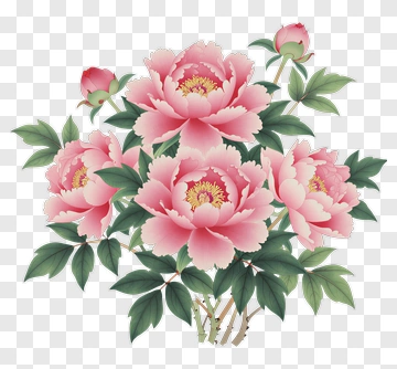 Pink Peony Flowers With Green Leaves PNG