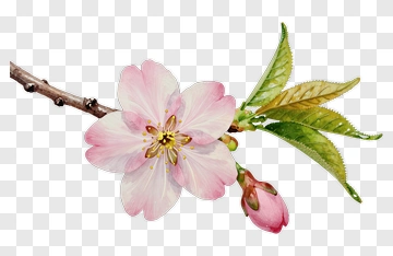 Cherry Blossom With Bud And Leaf PNG