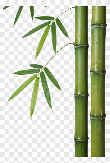 Bamboo Stalk And Leaf PNG