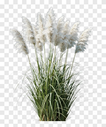 Pampas Grass PNG