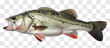 Freshwater Fish With Open Mouth PNG