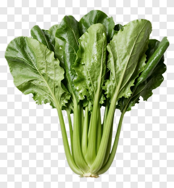 Fresh Bok Choy PNG