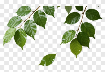 Fresh Green Leaves On Branch PNG