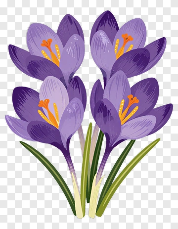 Purple Crocus Flowers PNG
