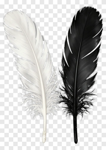 White And Black Feathers PNG