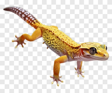 Yellow Gecko PNG