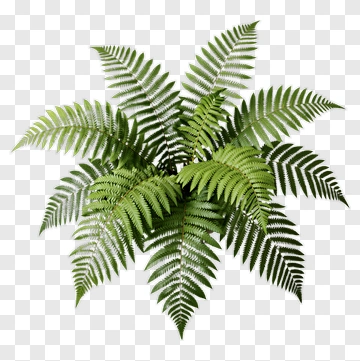 Fern PNG
