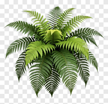 Fern With Vibrant Green Fronds PNG