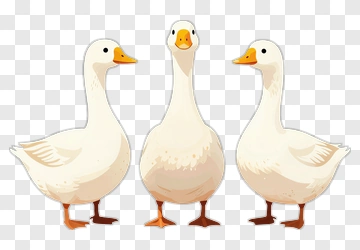 Three Geese Standing Together PNG