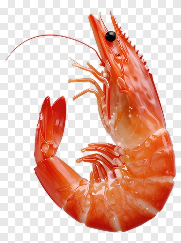 Shrimp PNG