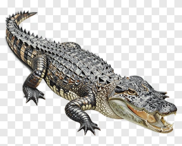 Realistic Crocodile Illustration PNG