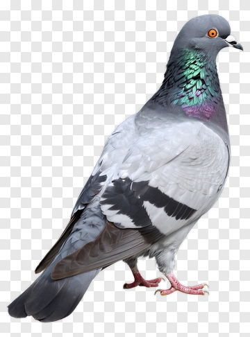 Pigeon Standing On Ground PNG