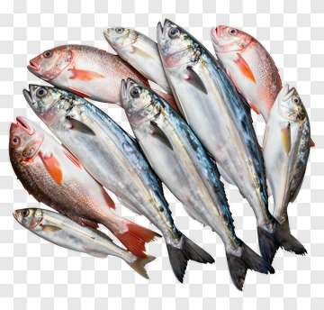 Fresh Fish Arrangement PNG