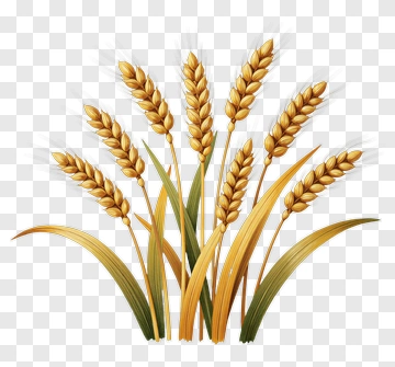 Golden Wheat Ears PNG