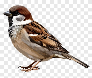 Sparrow With Brown Gray And White Feathers PNG