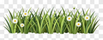 Grass And Daisies PNG