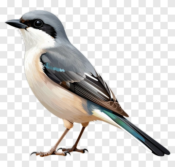 Realistic Bird Illustration PNG