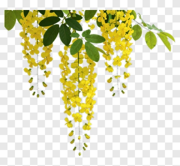 Yellow Flowers With Green Leaves PNG