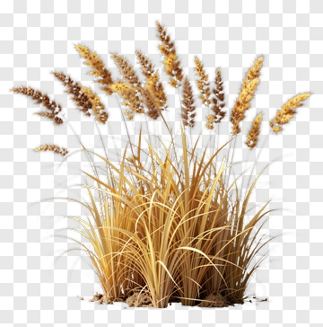 Golden Grass With Spikelets PNG