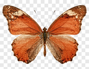 Butterfly With Vintage Letter Design PNG