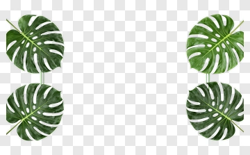 Monstera Leaf Frame Design PNG