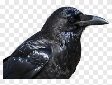 Raven Portrait PNG