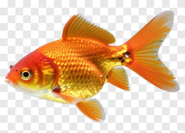 Golden Fish Swimming PNG