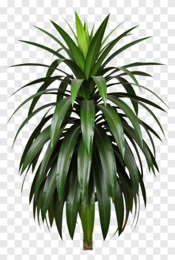 Tropical Yucca Plant With Long Green Leaves PNG