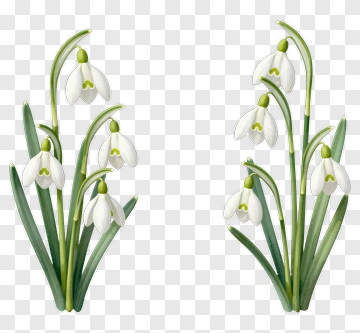 Snowdrop Flowers In Gentle Watercolor PNG