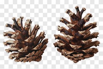 Two Pinecones PNG