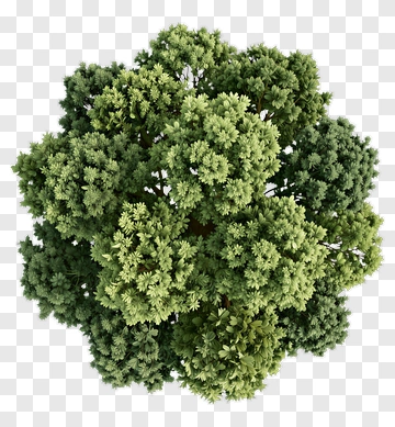 Top View Of A Dense Green Tree PNG