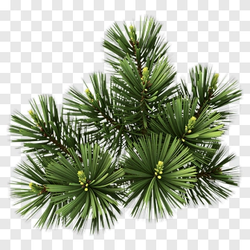 Pine Branch PNG