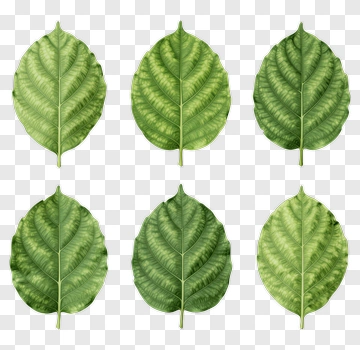 Six Green Leaves PNG
