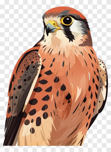 Falcon PNG