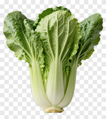 Fresh Bok Choy PNG