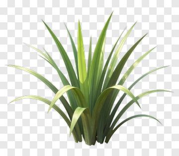 Green Plant PNG