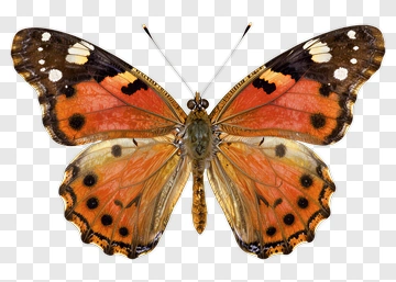 Butterfly PNG