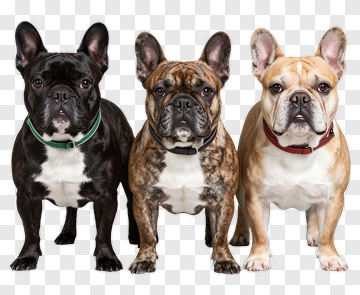 Three French Bulldogs In Studio Portrait PNG