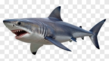 Shark With Open Mouth PNG