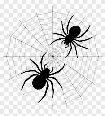 Two Spiders On A Web PNG