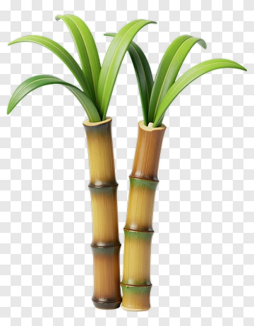 Two Bamboo Plants With Green Leaves PNG