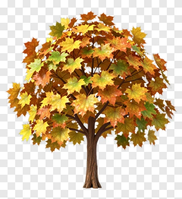 Autumn Maple Tree With Vibrant Leaves PNG