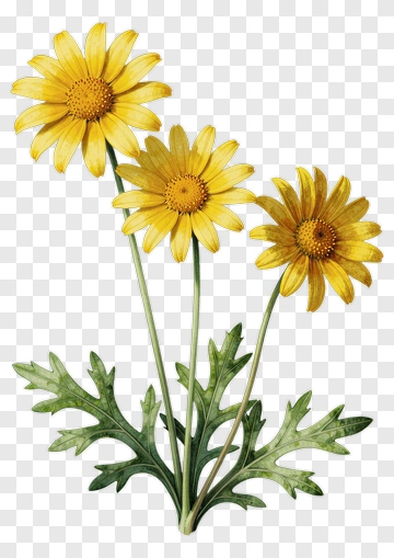 Yellow Daisy Botanical Illustration PNG