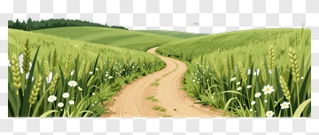 Wheat Field Path With Wildflowers PNG