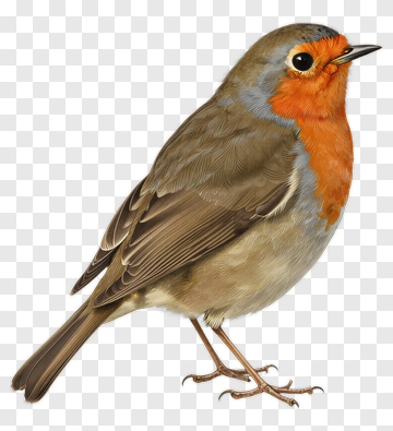 Realistic Robin Bird Illustration PNG