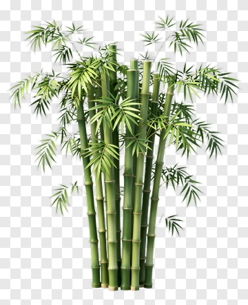Bamboo Plant With Green Stalks And Leaves PNG