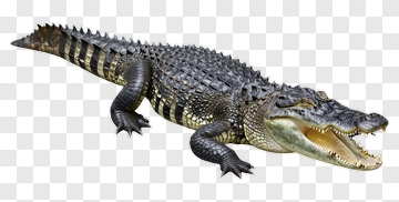 Crocodile PNG